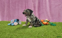 Catahoula Leopard Dog dogs for sale: Duchess 2025 Female 6 - Image 4