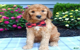 Standard Poodle dogs for sale: Diesel - Image 6