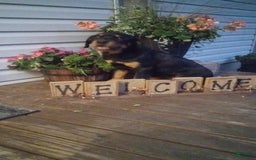 Rottweiler dogs for sale: Ninja - Image 11
