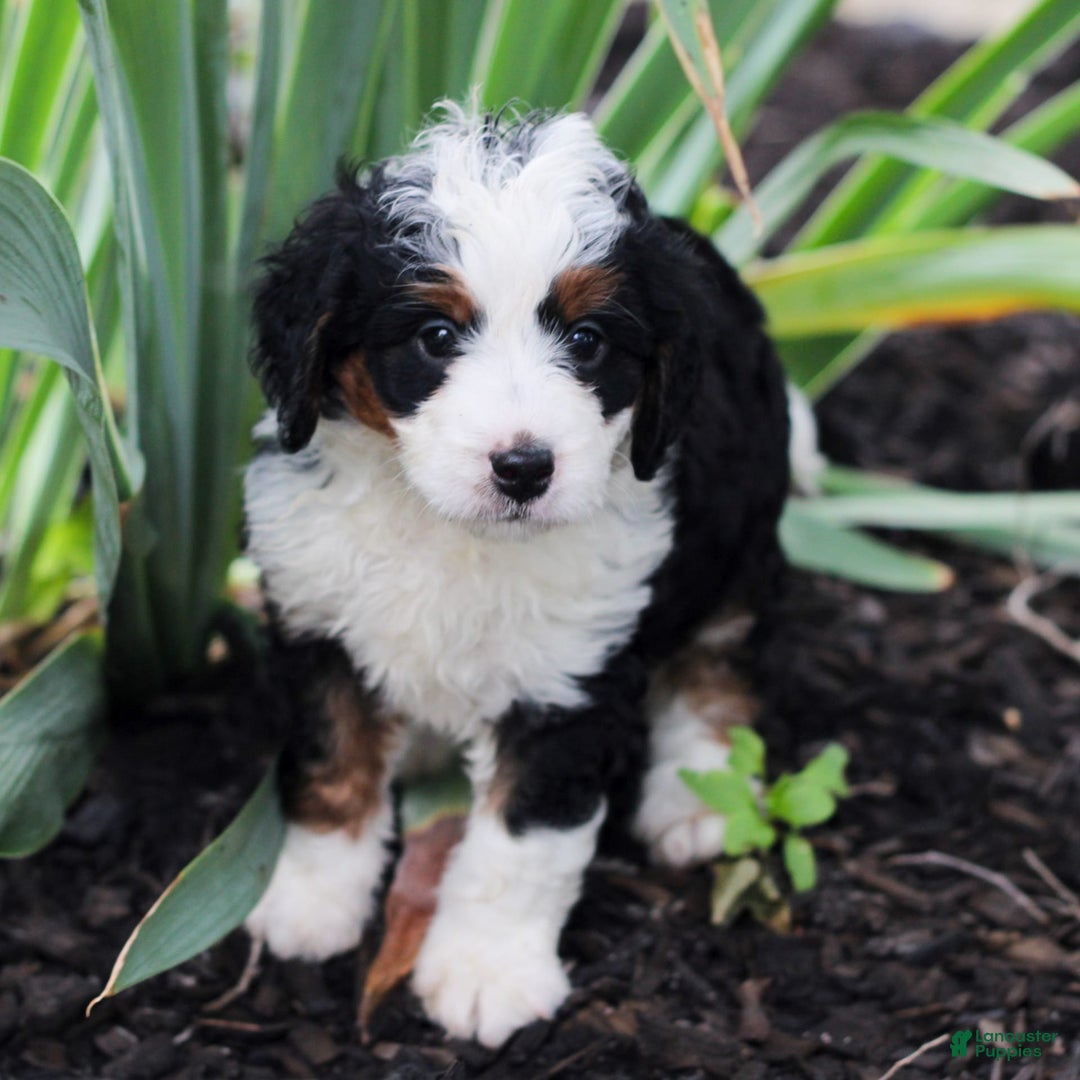 Mini Bernedoodle dogs for sale: Melissa - Image 2