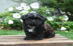 Teddy Bear dogs for sale: Moonlight - Image 4