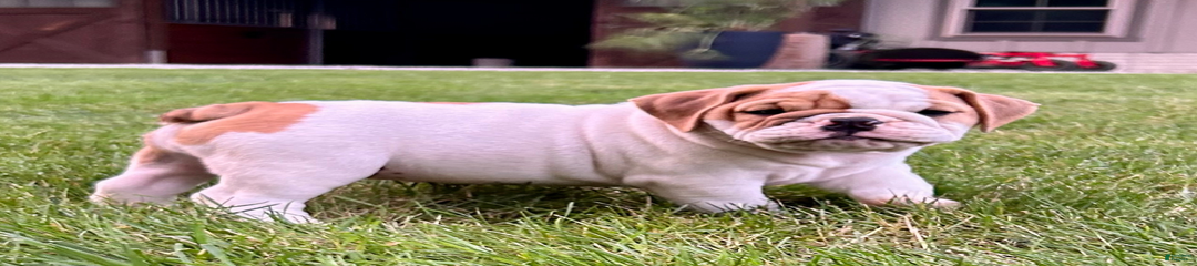 Sampson