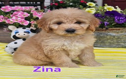 Goldendoodle dogs for sale: Zina - Image 1