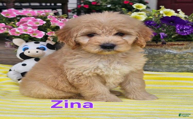 Goldendoodle dogs for sale - Ad 4