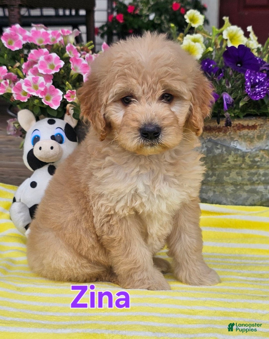 Goldendoodle dogs for sale: Zina - Image 1