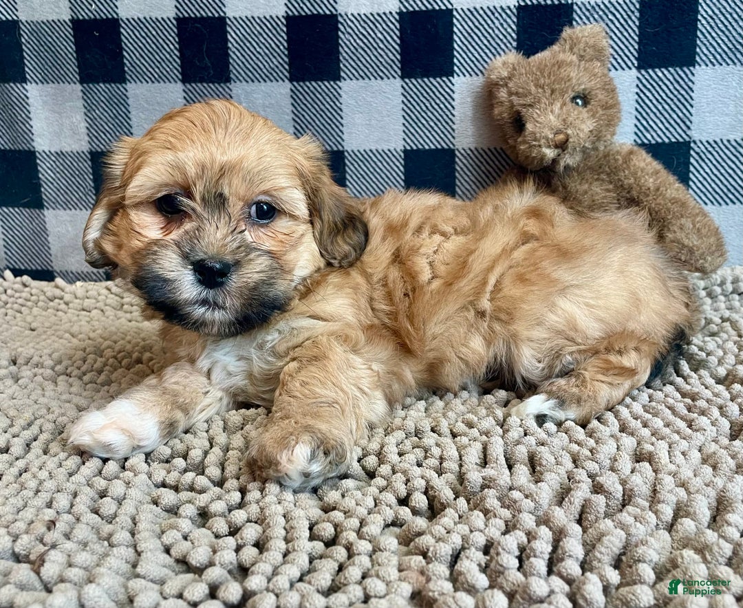 Teddy Bear dogs for sale: Sidney - Image 1