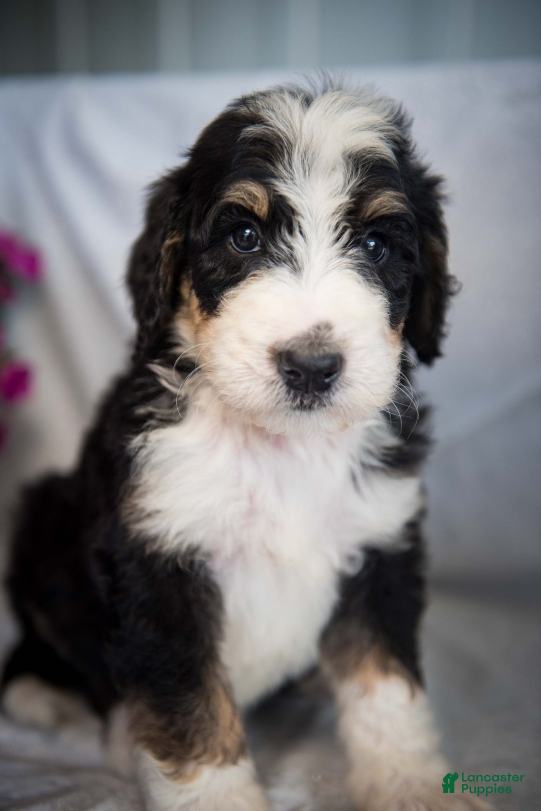 Bernedoodle dogs for sale: Joker - Image 1