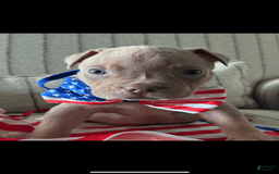 American Bully dogs for sale: Simba - Image 14