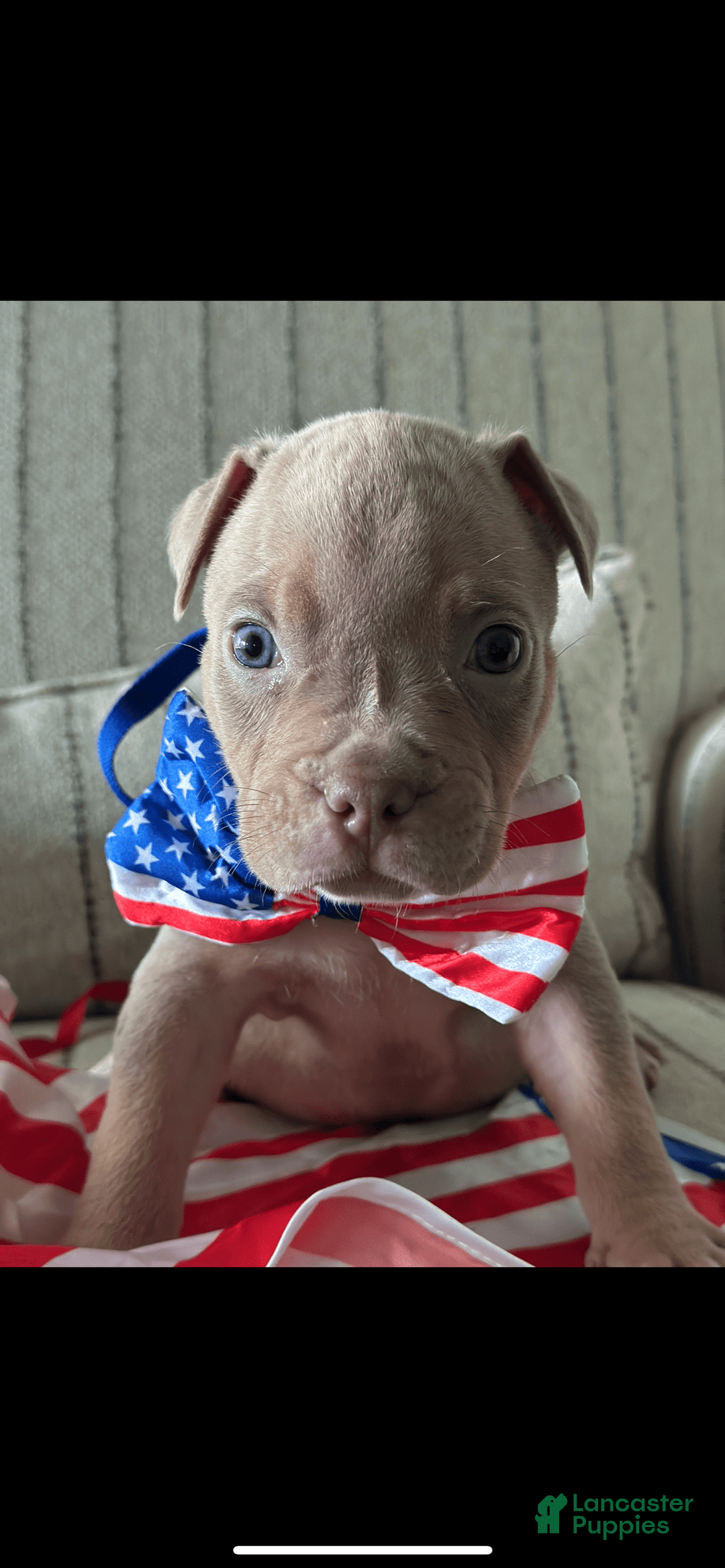 American Bully dogs for sale: Simba - Image 14