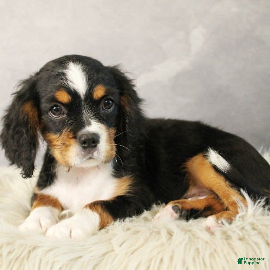 Miniature Bernese Mountain Dog dogs for sale: Truffle - Image 7