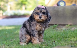 Cockapoo dogs for sale: Angela - Image 7
