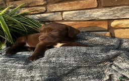 German Shorthaired Pointer dogs for sale: Janie - Image 5