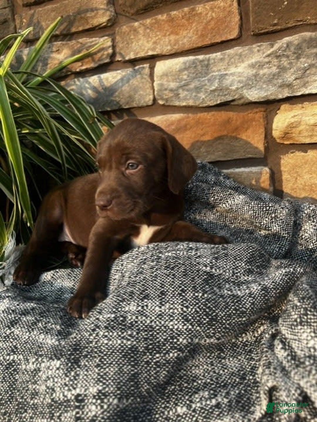 German Shorthaired Pointer dogs for sale: Janie - Image 5