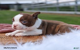 Boston Terrier dogs for sale: Marley - Image 3