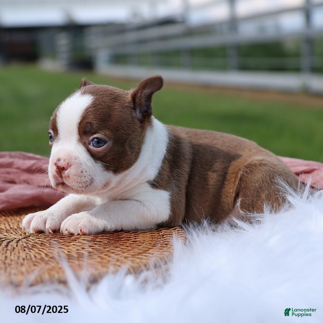 Boston Terrier dogs for sale: Marley - Image 3