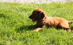 Irish Setter dogs for sale: Darwin - Image 4