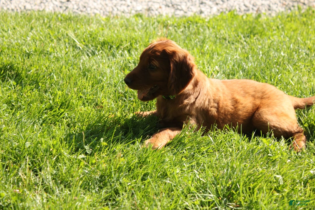 Irish Setter dogs for sale: Darwin - Image 4