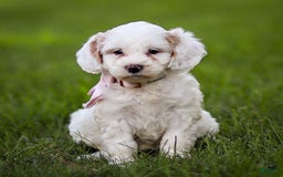 Goldendoodle dogs for sale: Odessa - Image 5
