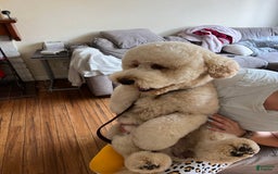 Goldendoodle dogs for sale: Goldendoodle - Image 9