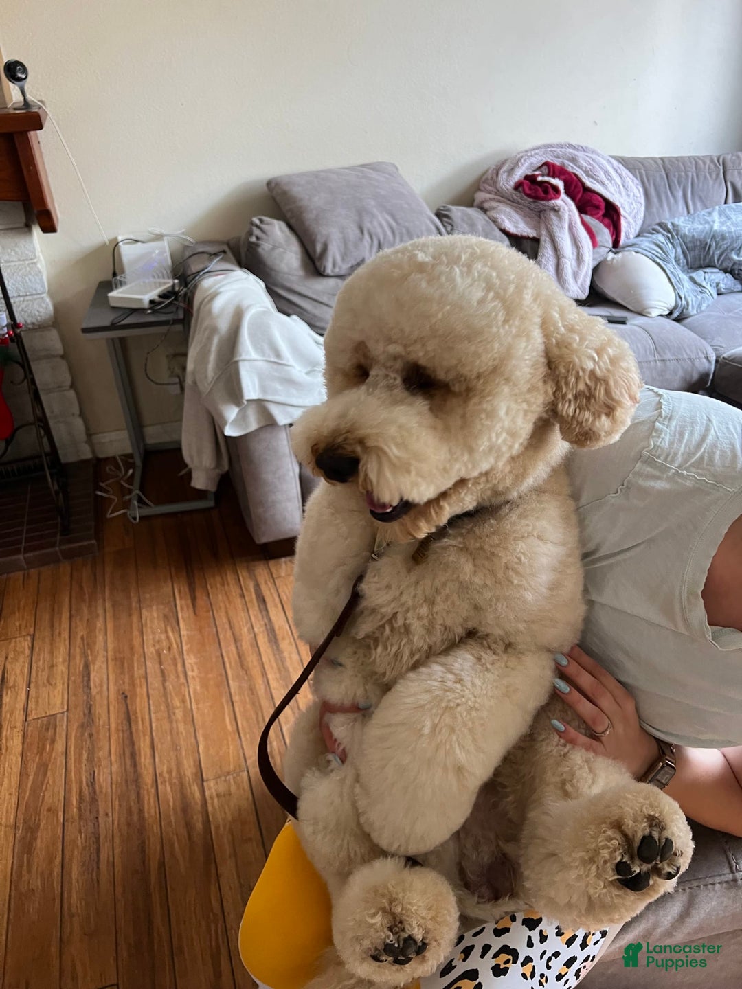 Goldendoodle dogs for sale: Goldendoodle - Image 9