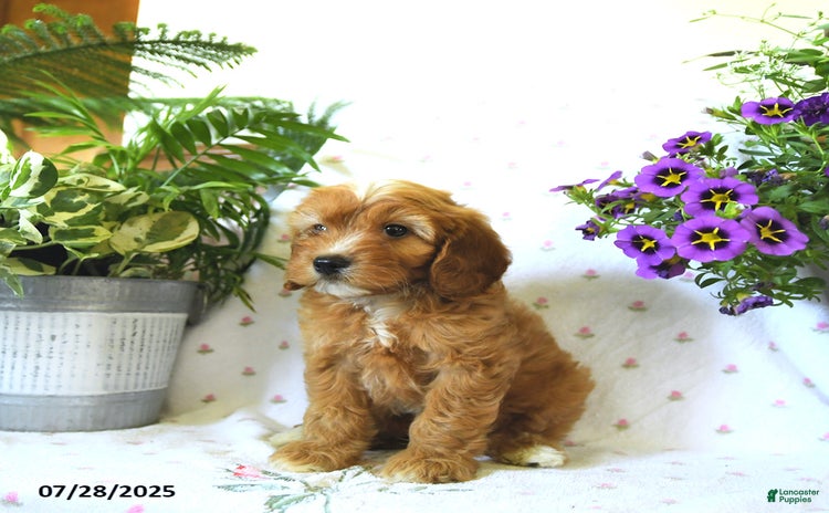 Cavapoo dogs for sale - Ad 4