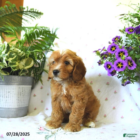Cavapoo dogs for sale - Ad 4