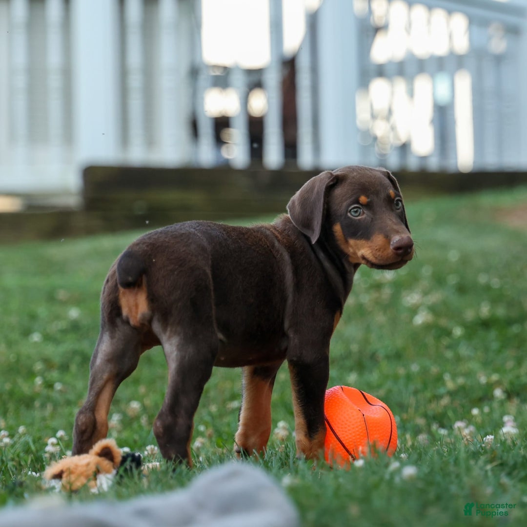 Doberman Pinscher dogs for sale: Dakota - Image 16