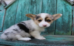 Welsh Corgi Pembroke dogs for sale: Luna - Image 1