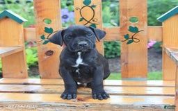 Cane Corso dogs for sale: Kingston - Image 5