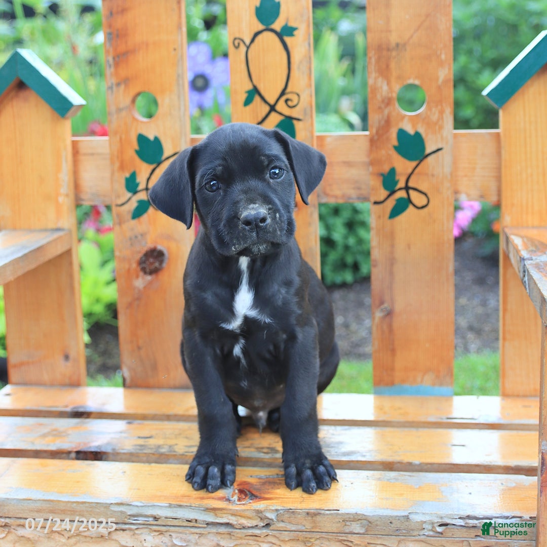 Cane Corso dogs for sale: Kingston - Image 5