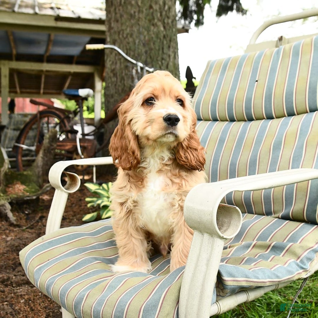 Cocker Spaniel dogs for sale: Huck - Image 9