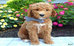 Standard Poodle dogs for sale: Dustan - Image 2