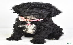 Miniature Poodle dogs for sale: Leah - Image 4