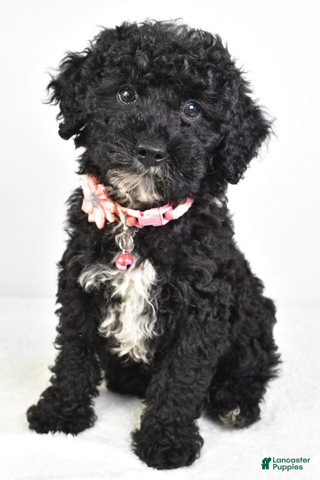 Miniature Poodle dogs for sale: Leah - Image 4