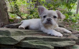 French Bulldog dogs for sale: Capone - Image 5