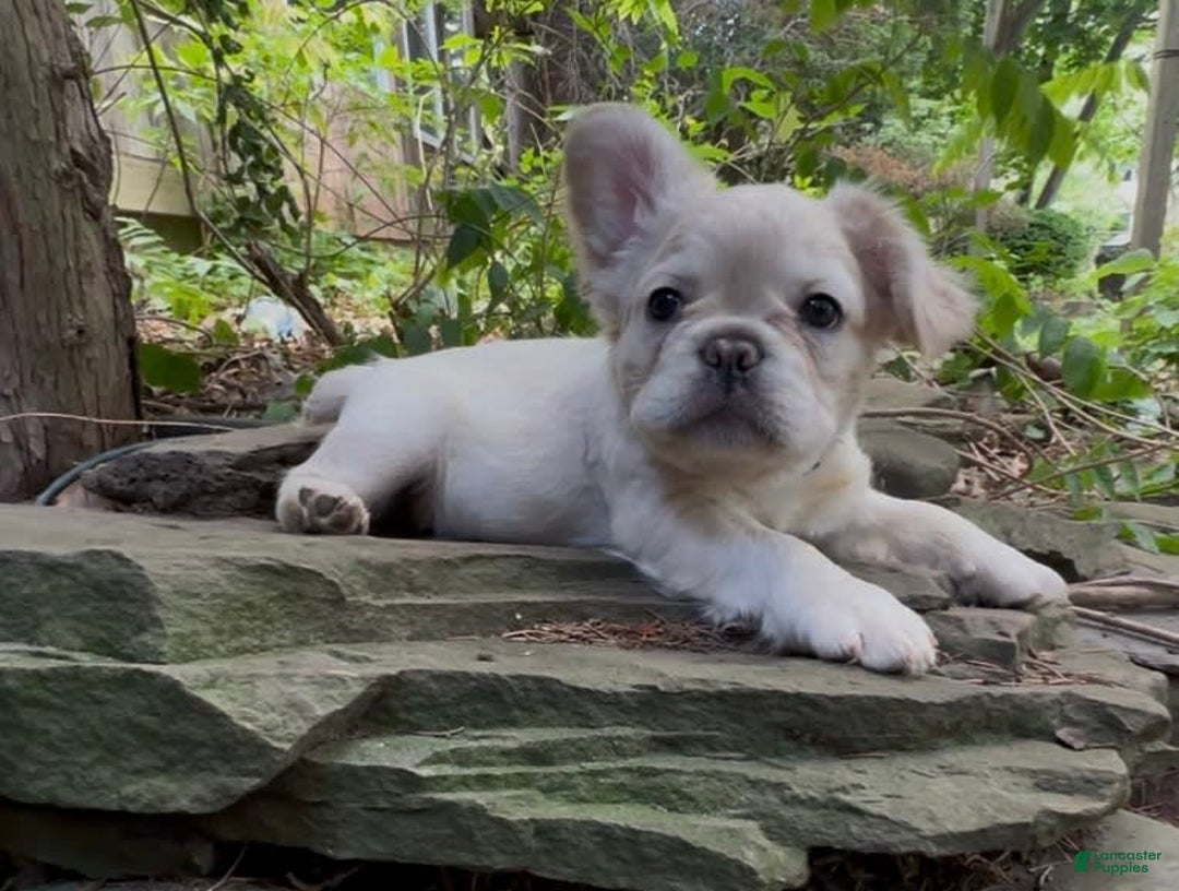 French Bulldog dogs for sale: Capone - Image 5