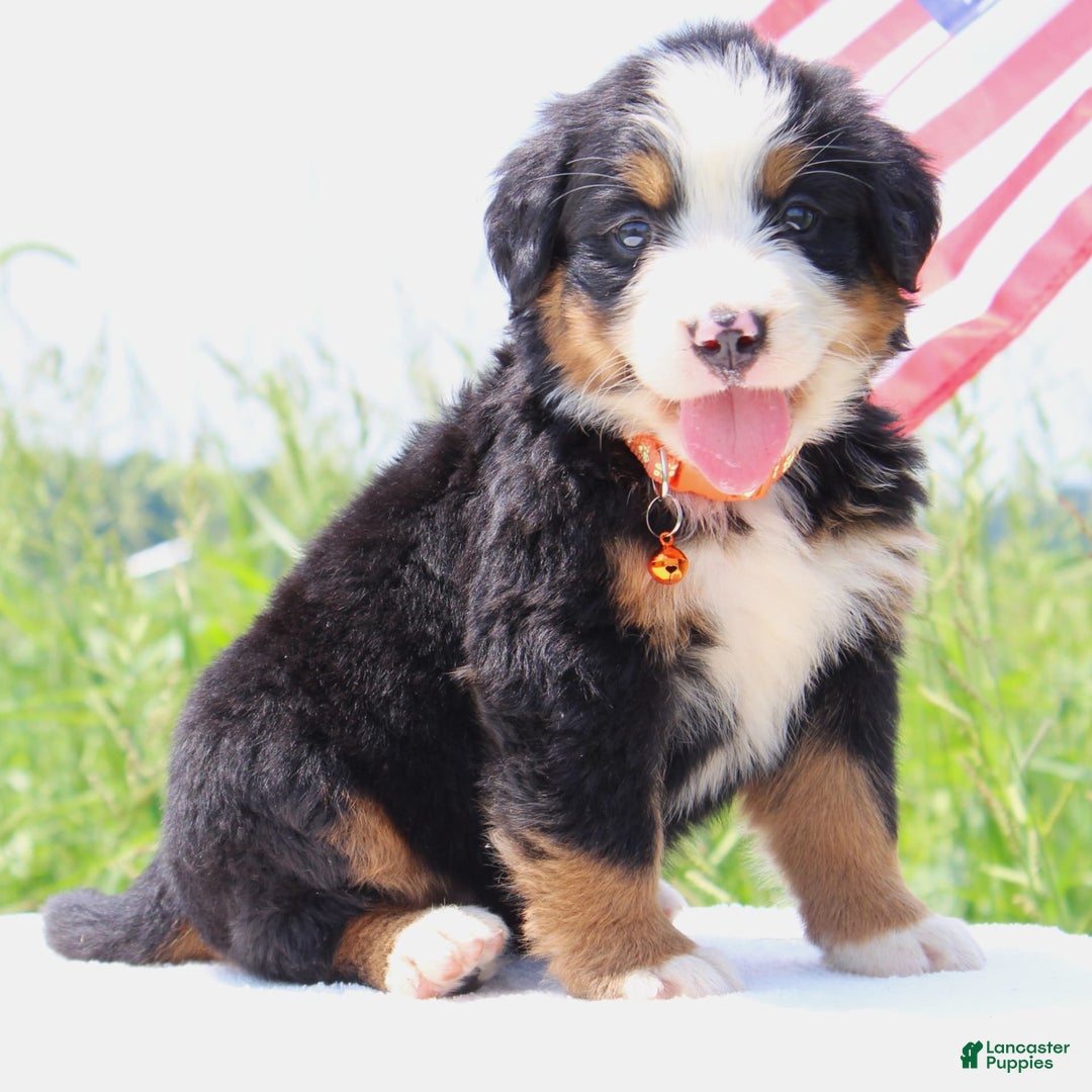 Bernese Mountain Dog dogs for sale: Waska - Image 3