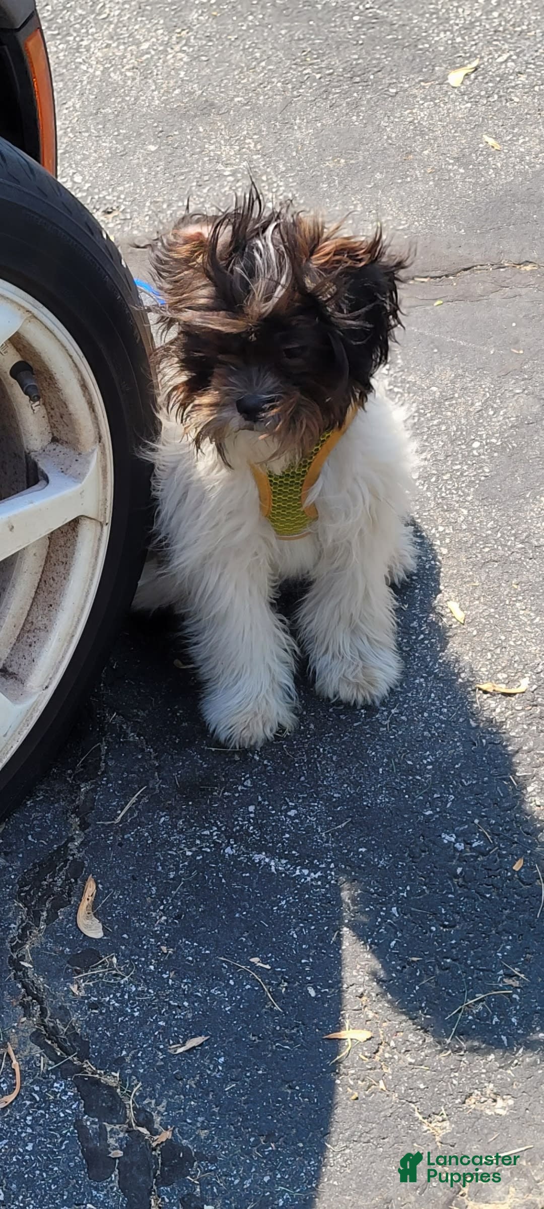 Shihpoo dogs for sale: Female 2 - Image 3