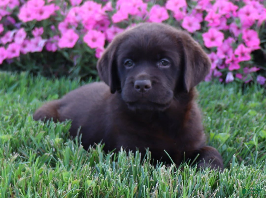 Labrador Retriever dogs for sale: Tulip - Image 5