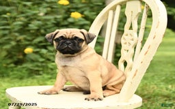 Pug dogs for sale: Trophy - Image 10