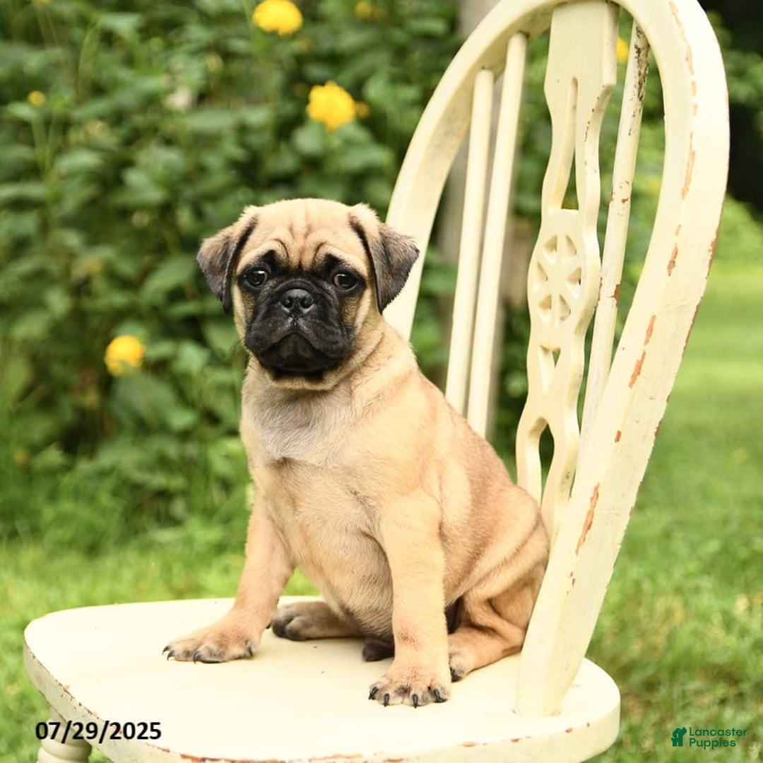 Pug dogs for sale: Trophy - Image 10