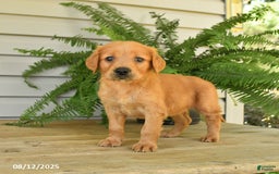 Golden Retriever dogs for sale: Maggie - Image 1
