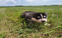 Siberian Husky dogs for sale: Bella - Image 1
