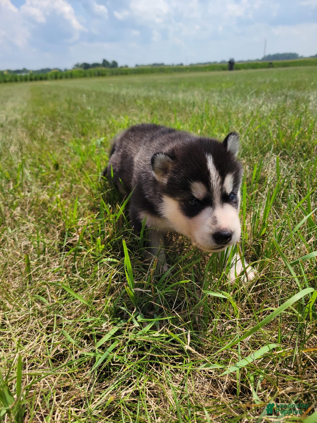 Siberian Husky dogs for sale: Bella - Image 1