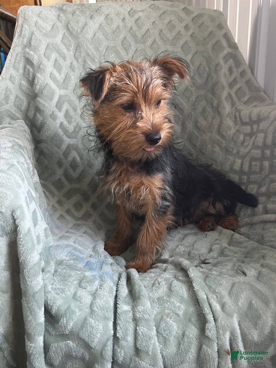 Yorkshire Terrier dogs for sale: Danny Boy - Image 2