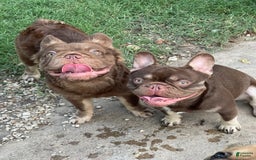 French Bulldog dogs for sale: Dash - Image 3