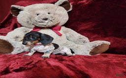 Miniature Dachshund dogs for sale: DOTTIE - Image 1