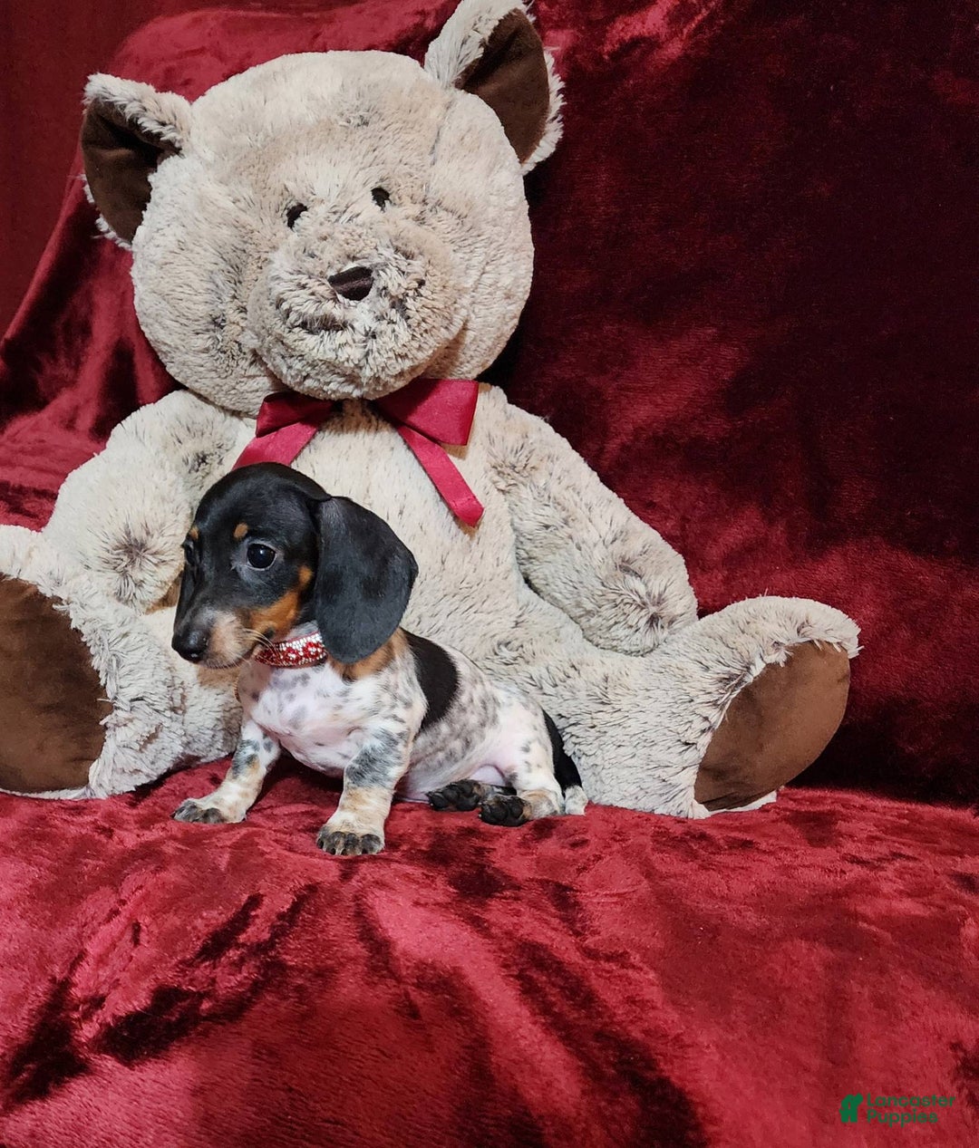 Miniature Dachshund dogs for sale: DOTTIE - Image 1