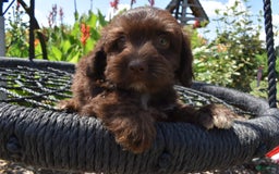 Havapoo dogs for sale: Armani - Image 6