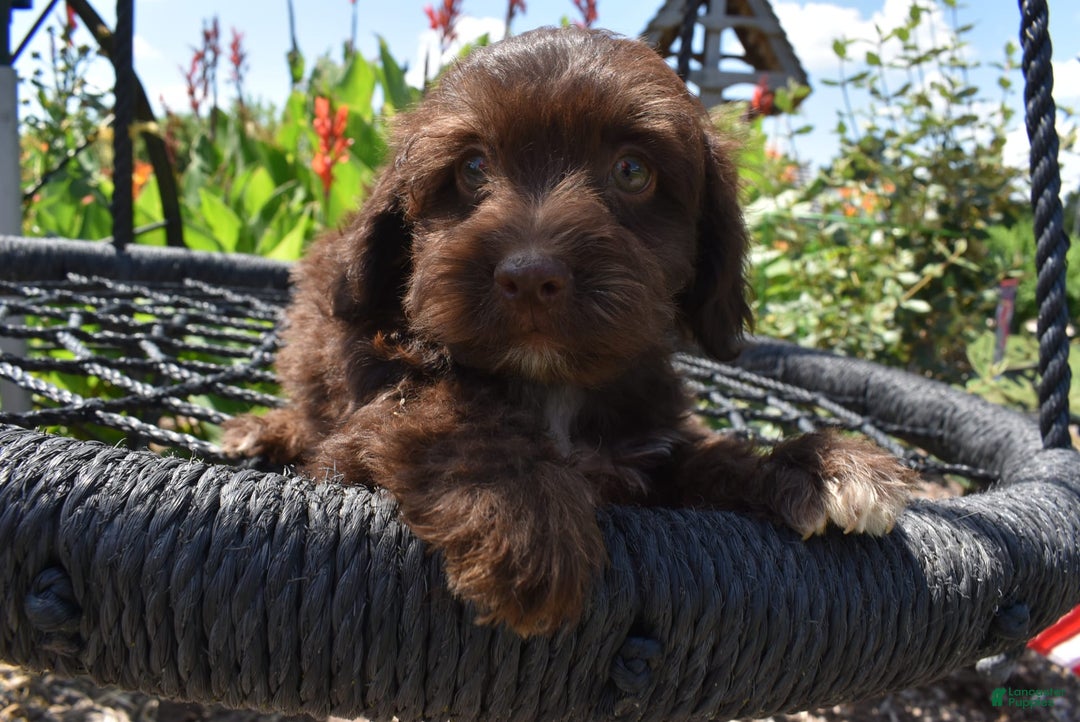 Havapoo dogs for sale: Armani - Image 6